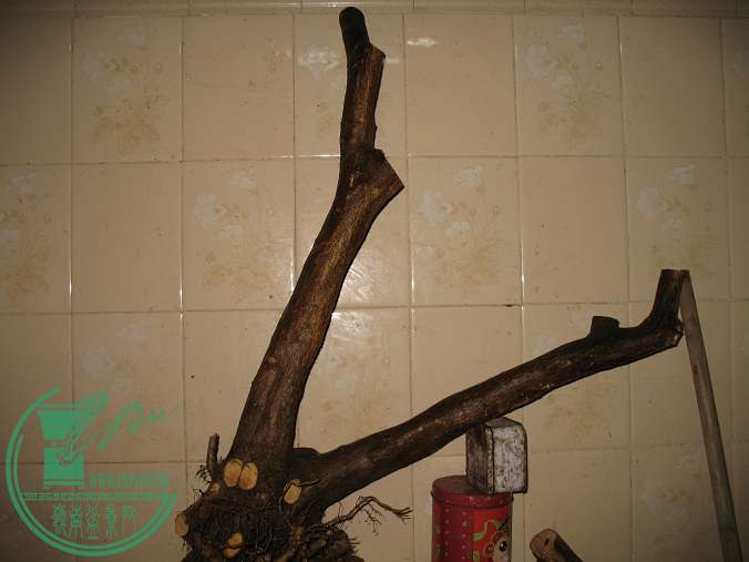 060.JPG