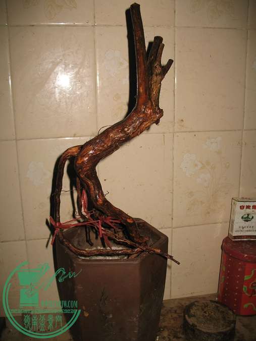 030.JPG