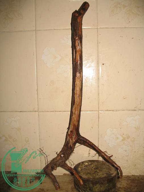 035.JPG