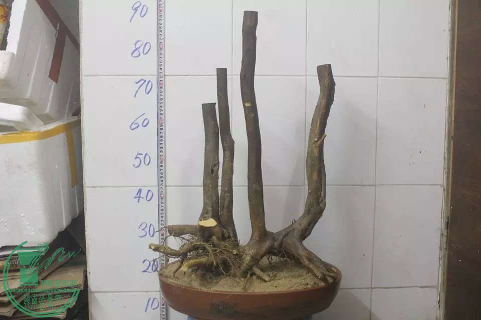 psb (3).jpg