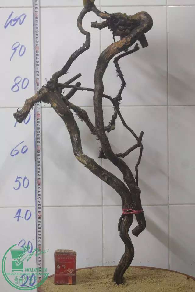 psb (2).jpg