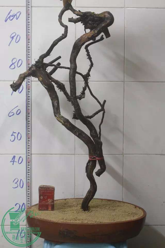 psb (3).jpg