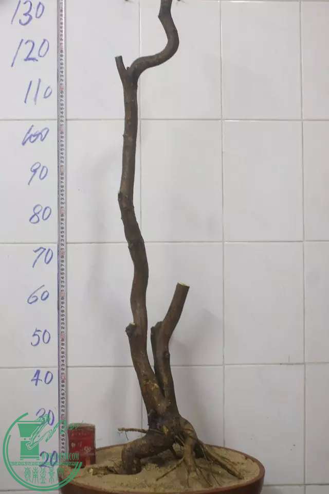 psb (1).jpg