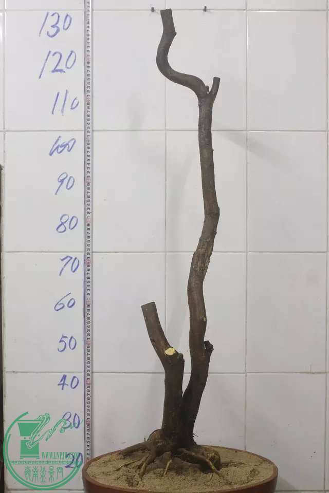 psb (2).jpg