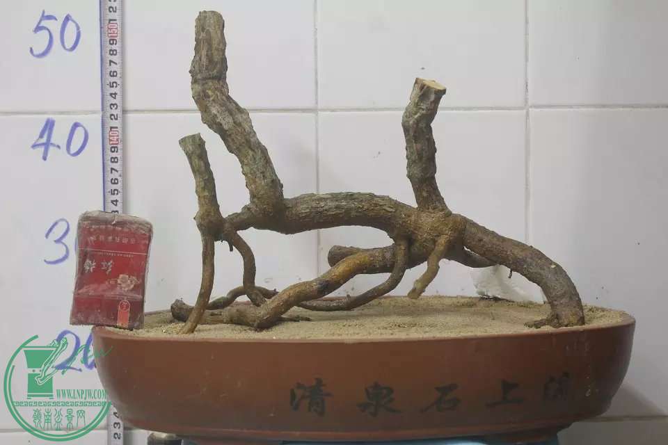 psb (1).jpg