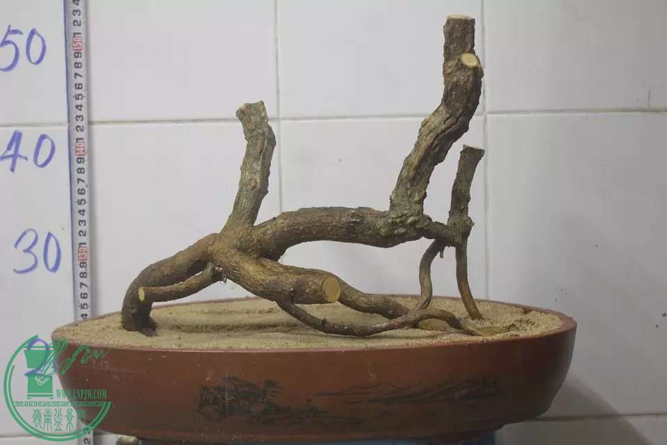 psb (2).jpg