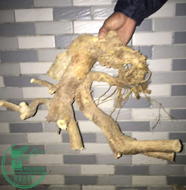 image.jpeg