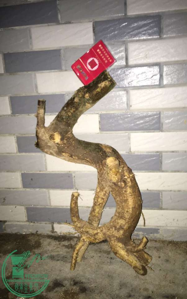 image.jpeg
