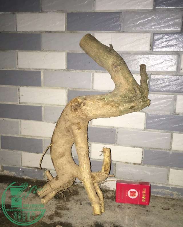 image.jpeg