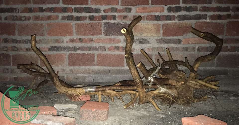 image.jpeg