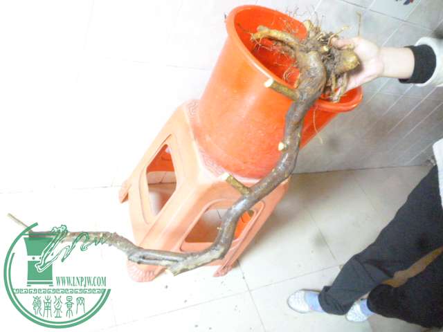 P1150866.JPG