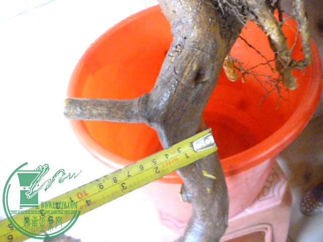 P1150869.JPG