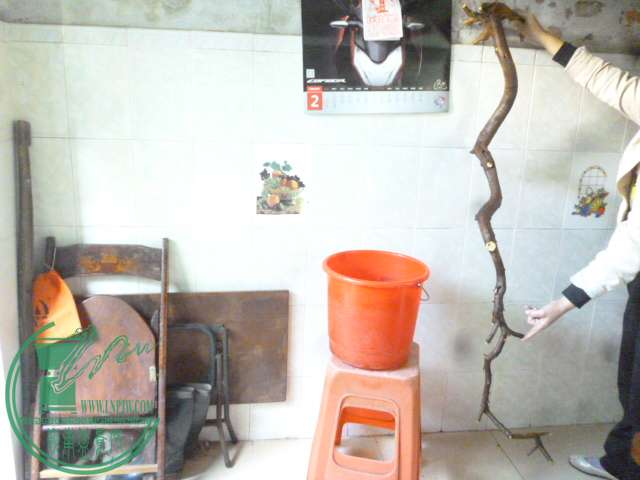 P1150886.JPG