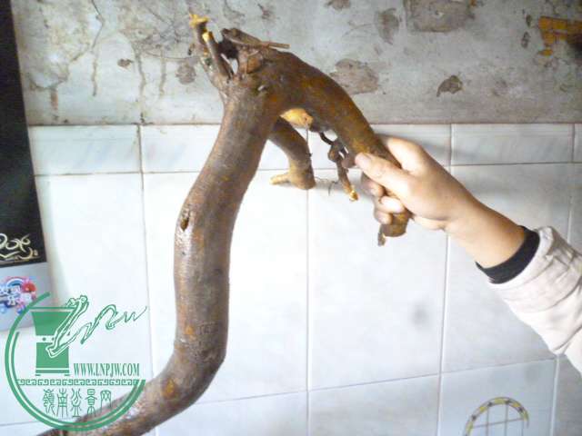 P1150890.JPG