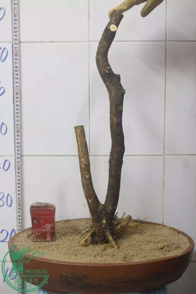 psb (2).jpg