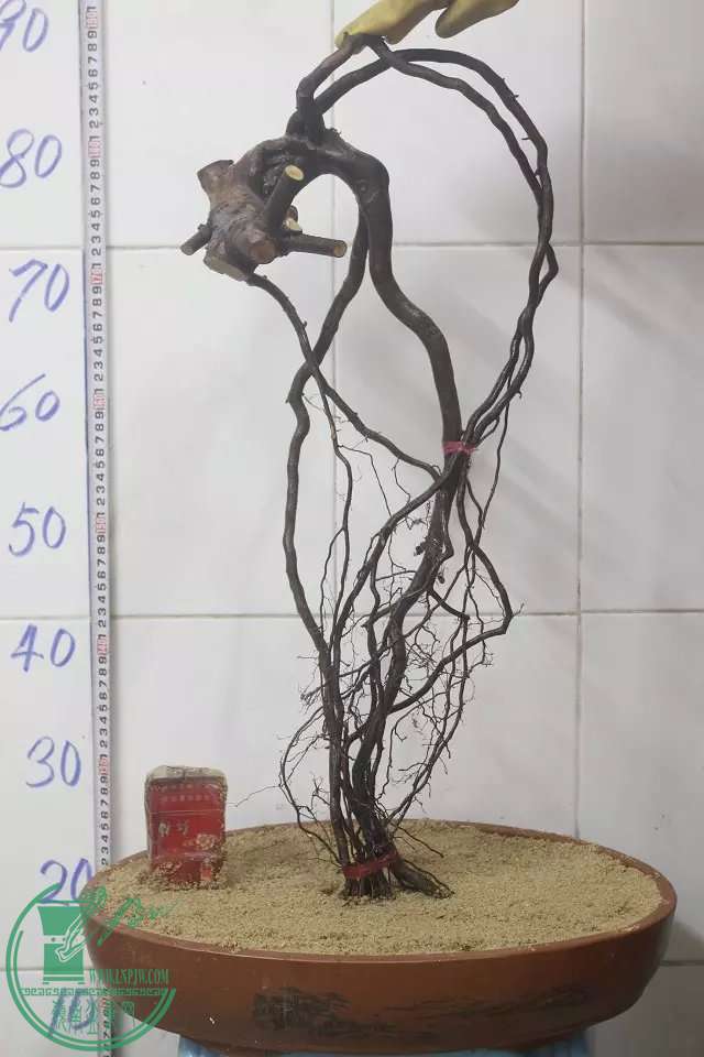 psb (4).jpg