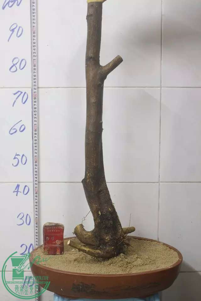 psb (1).jpg
