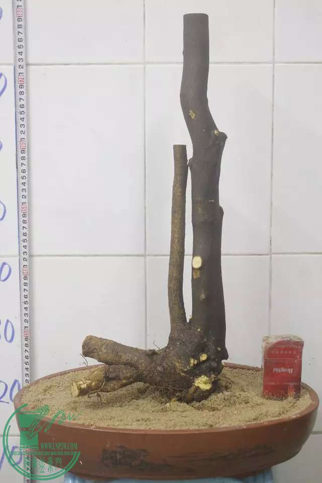psb (10).jpg