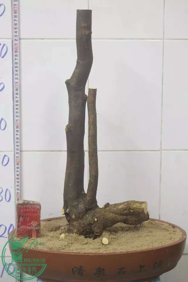 psb (11).jpg