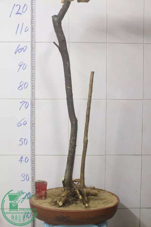 psb (5).jpg