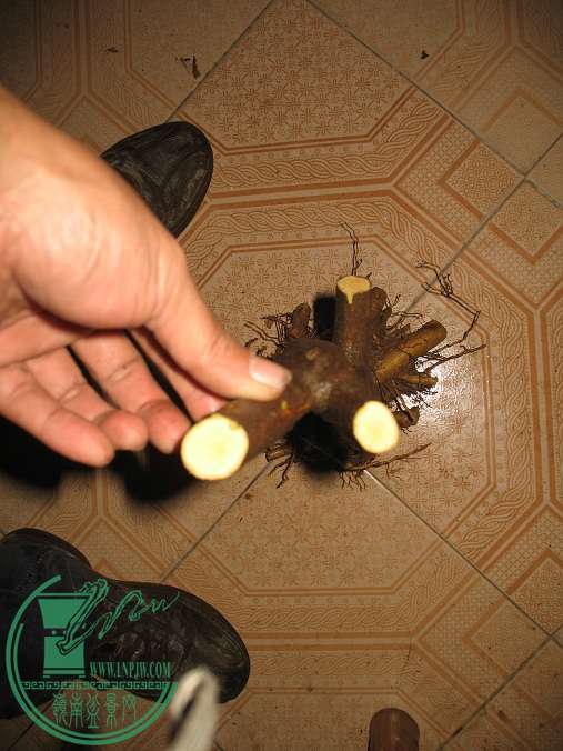 020.JPG