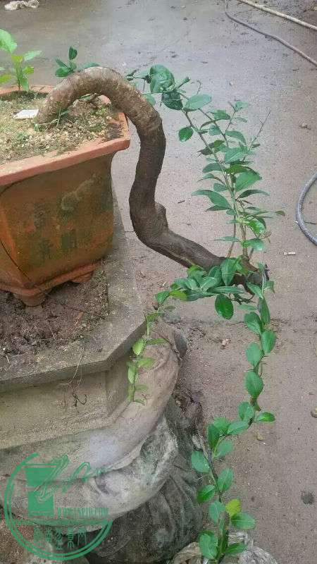 727137