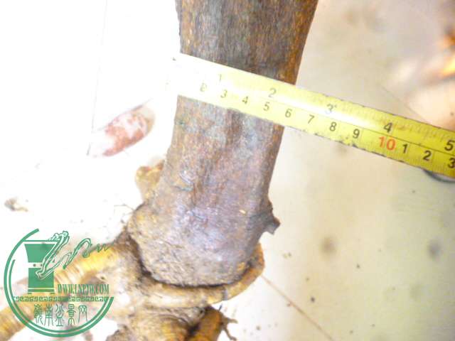 P1150926.JPG