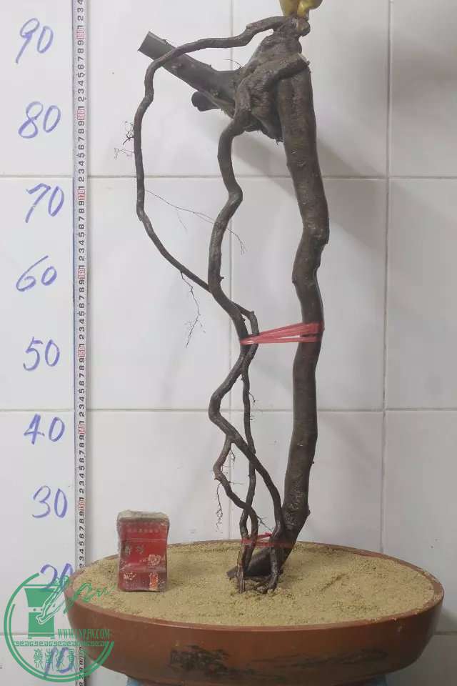 psb (1).jpg