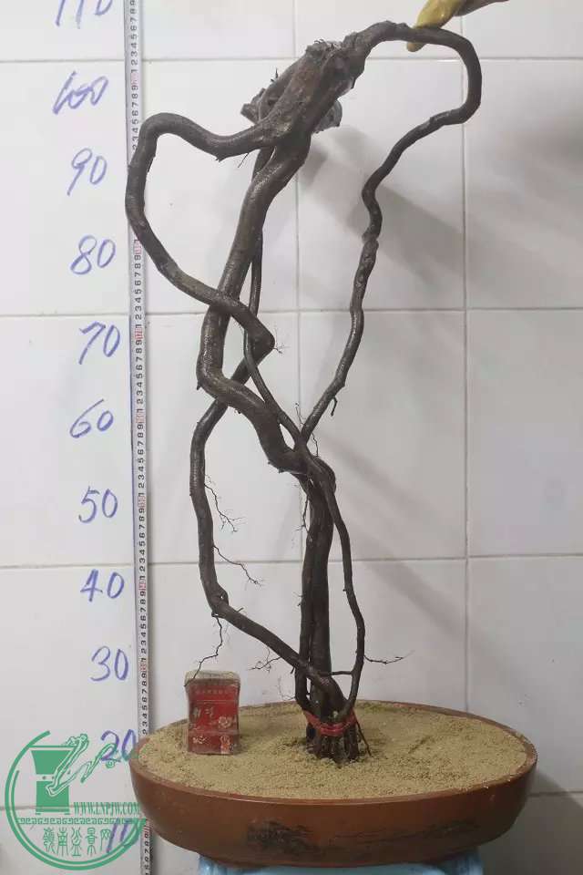 psb (3).jpg