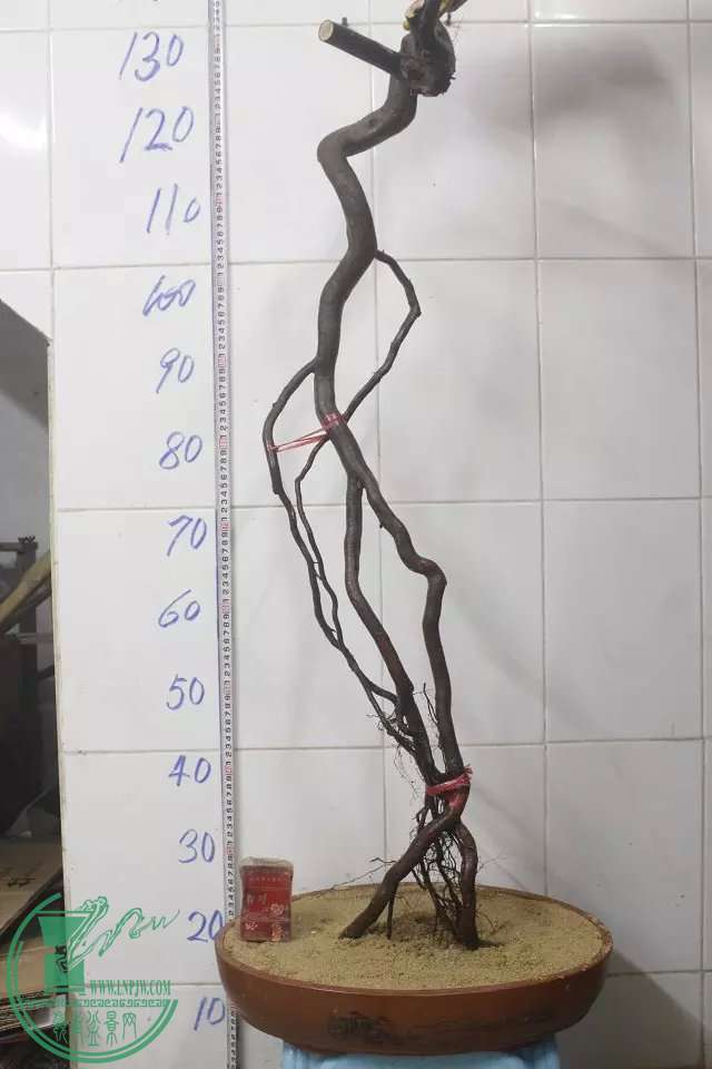 psb (4).jpg