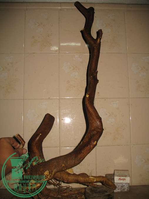 009.JPG