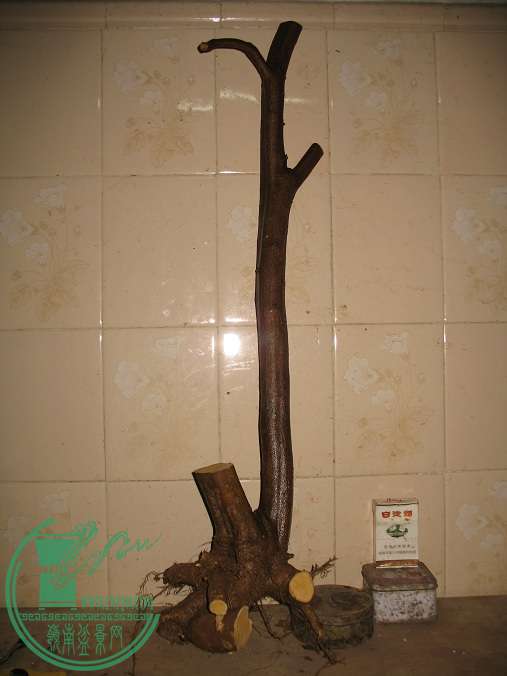 004.JPG