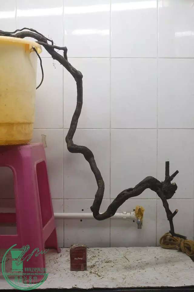 psb (2).jpg