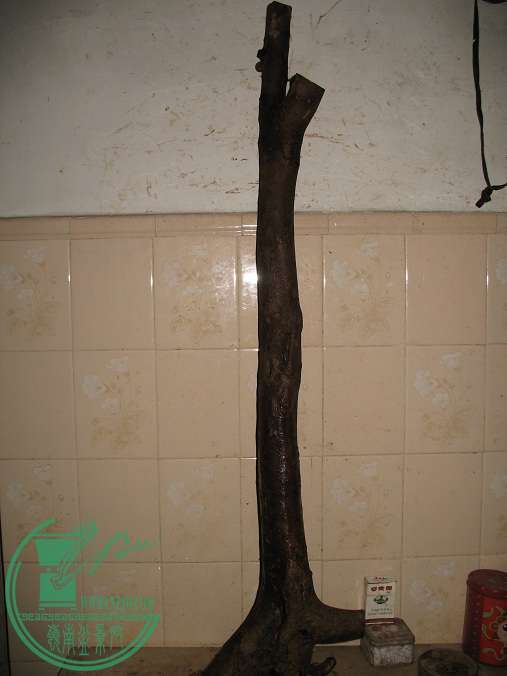 030.JPG