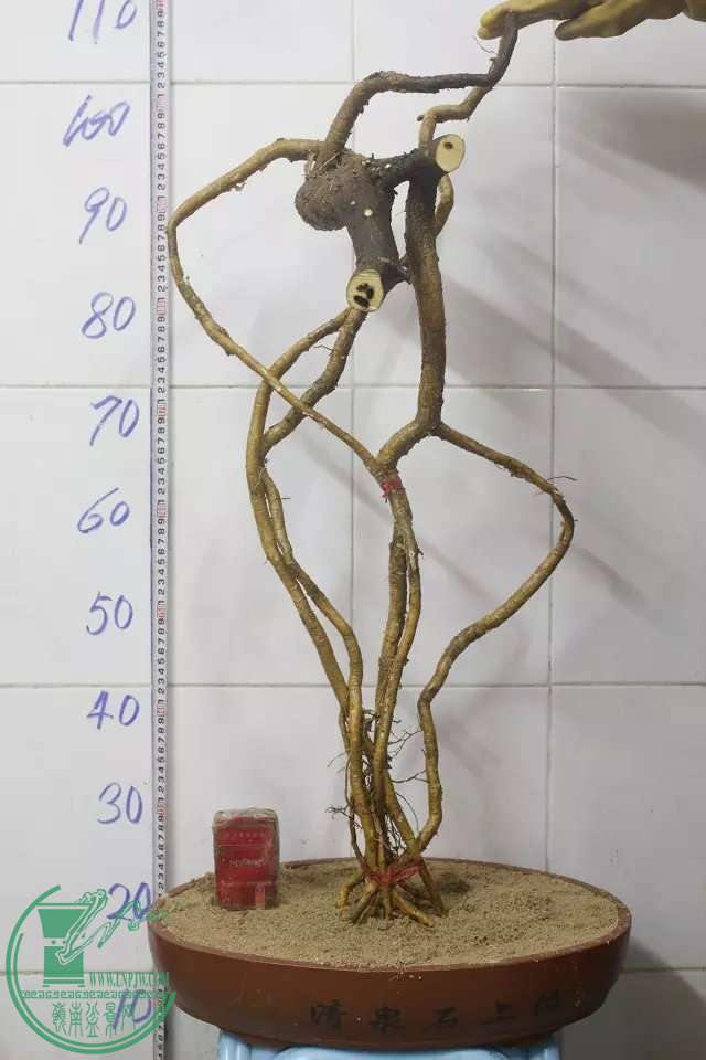 psb (9).jpg