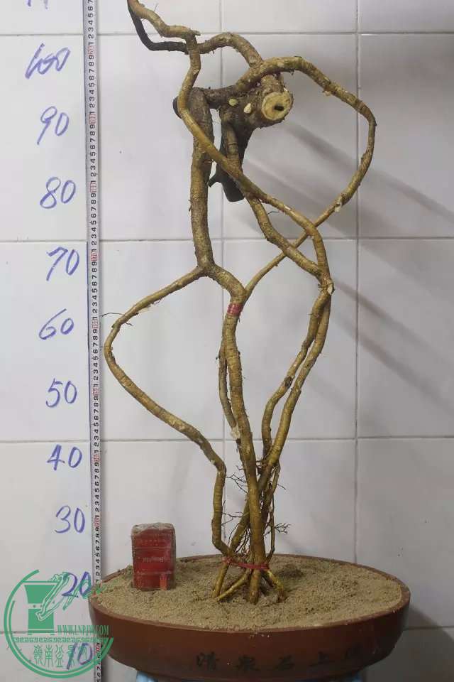 psb (10).jpg