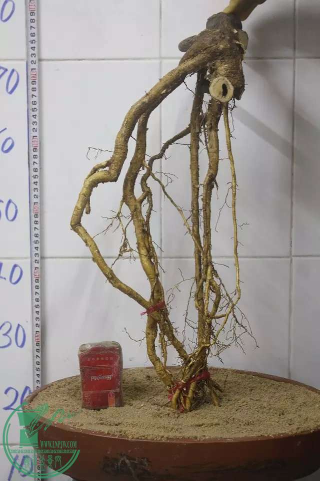 psb (16).jpg