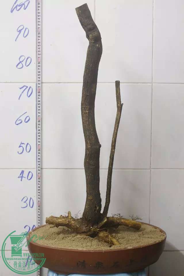 psb (2).jpg