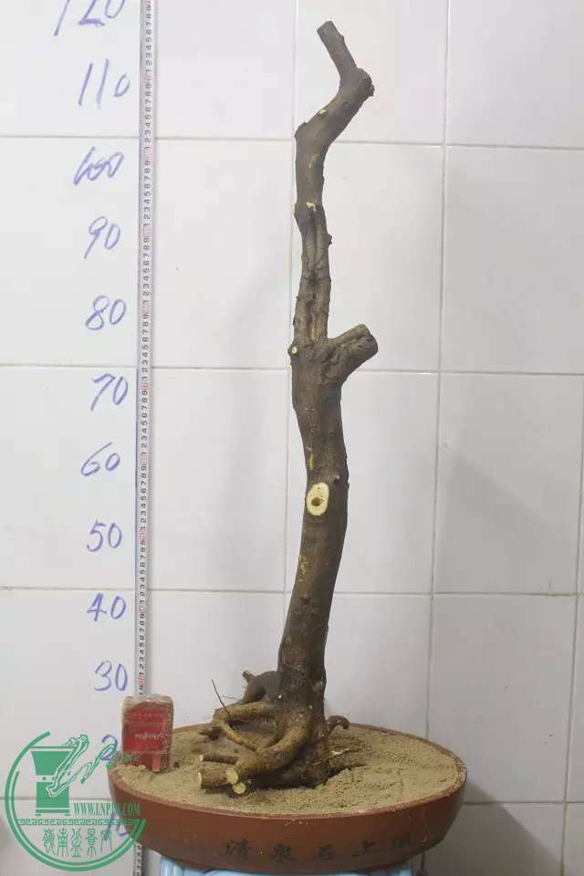 psb (9).jpg