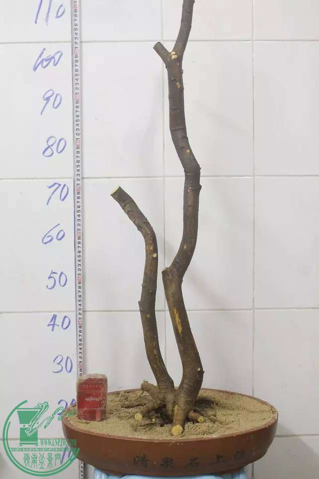 psb (12).jpg