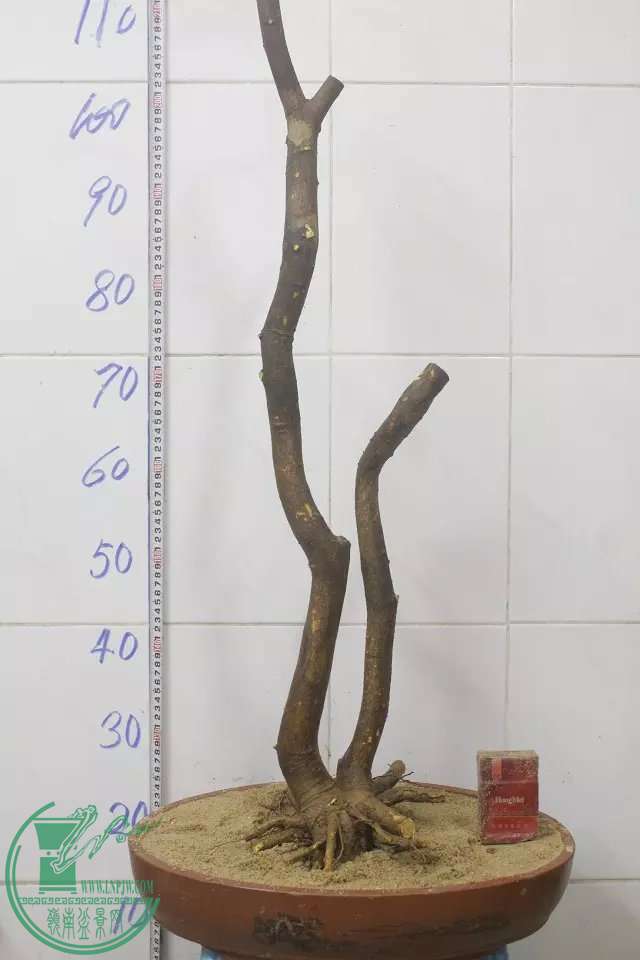 psb (14).jpg