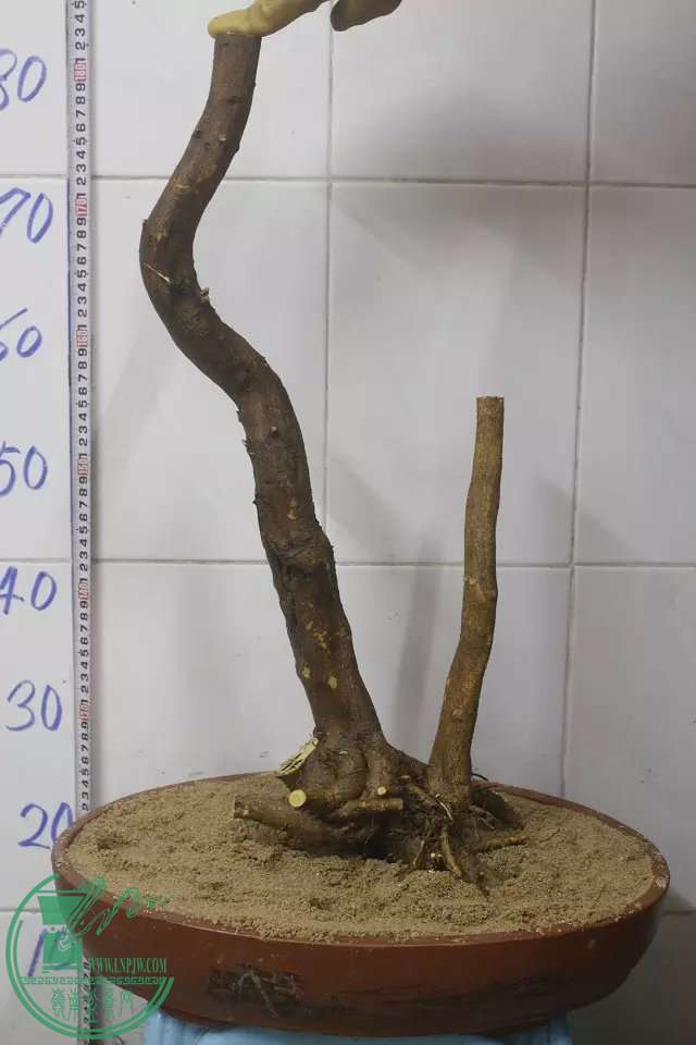 psb (21).jpg