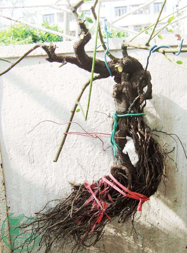 DSCF6758.JPG