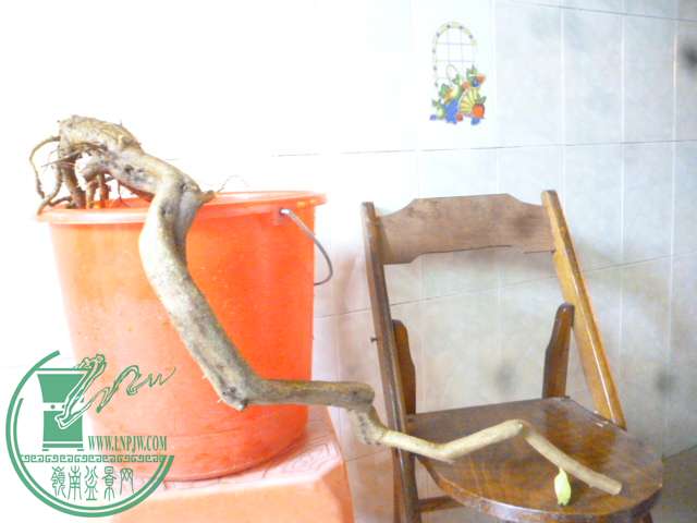 P1150977.JPG