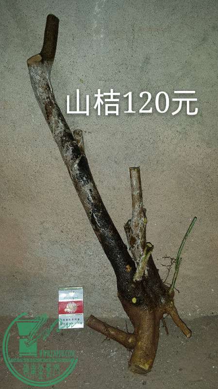727910