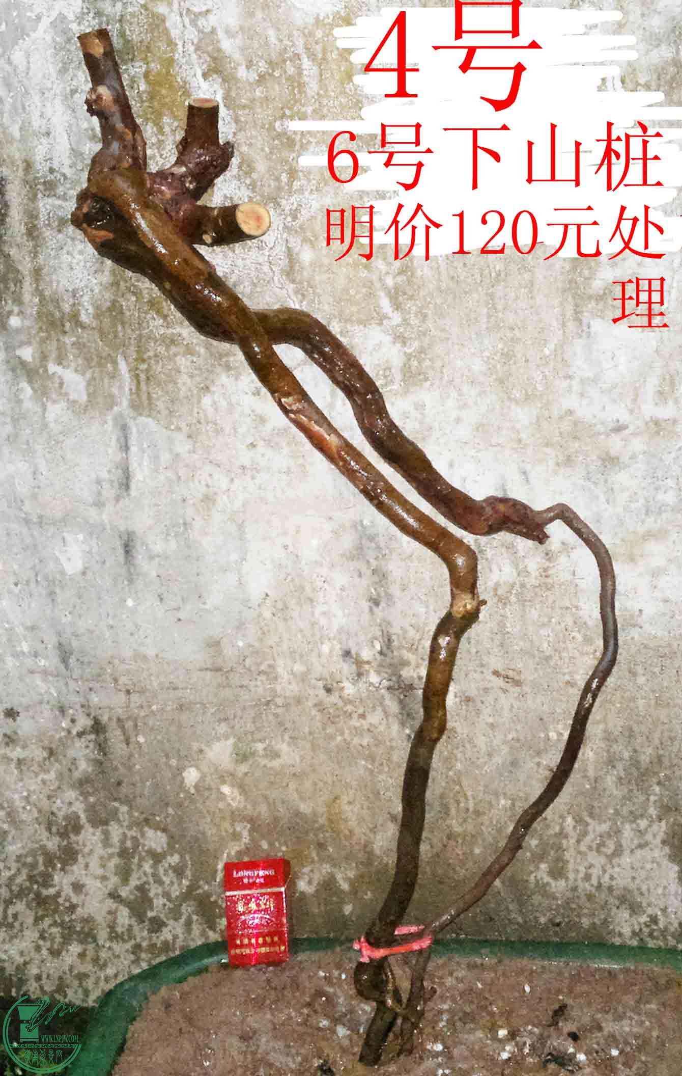 201601067415.jpg