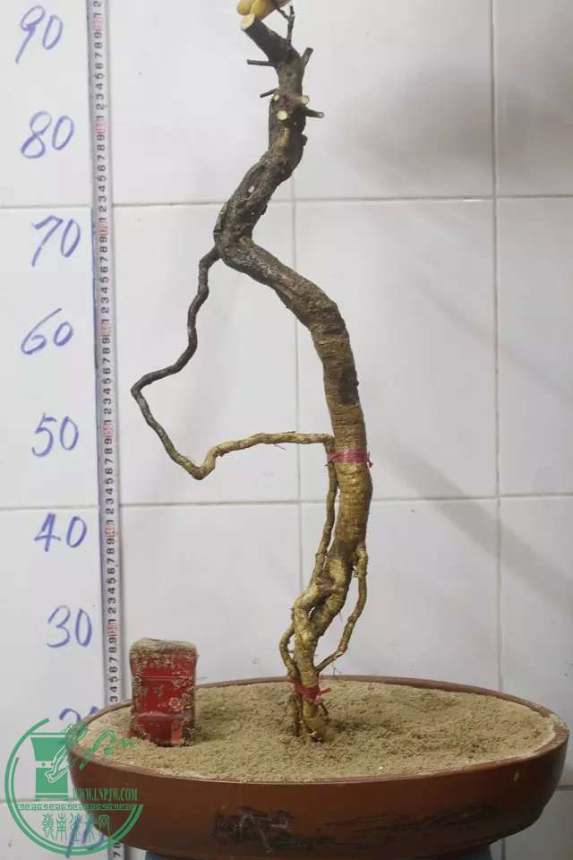 psb (2).jpg