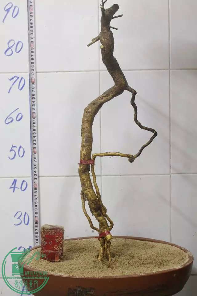 psb (3).jpg
