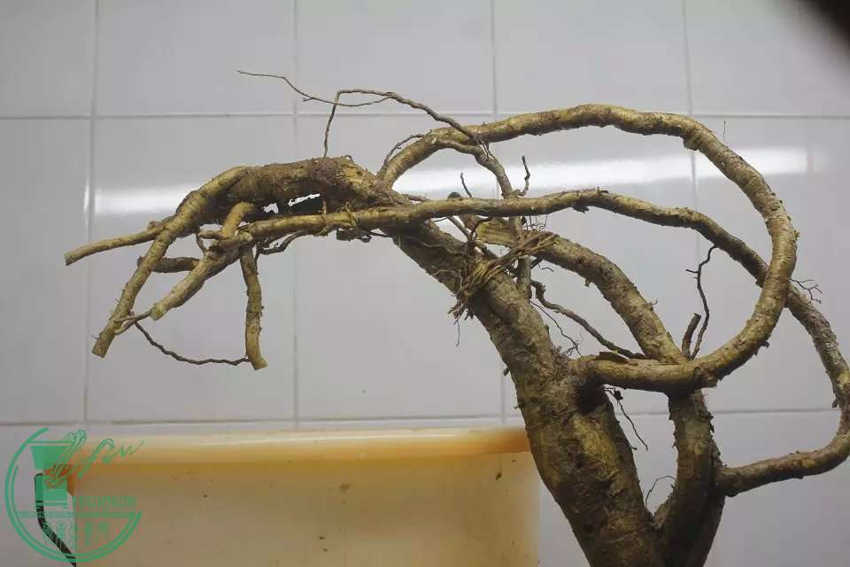 psb (2).jpg