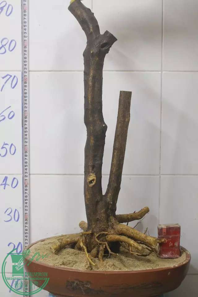 psb (10).jpg